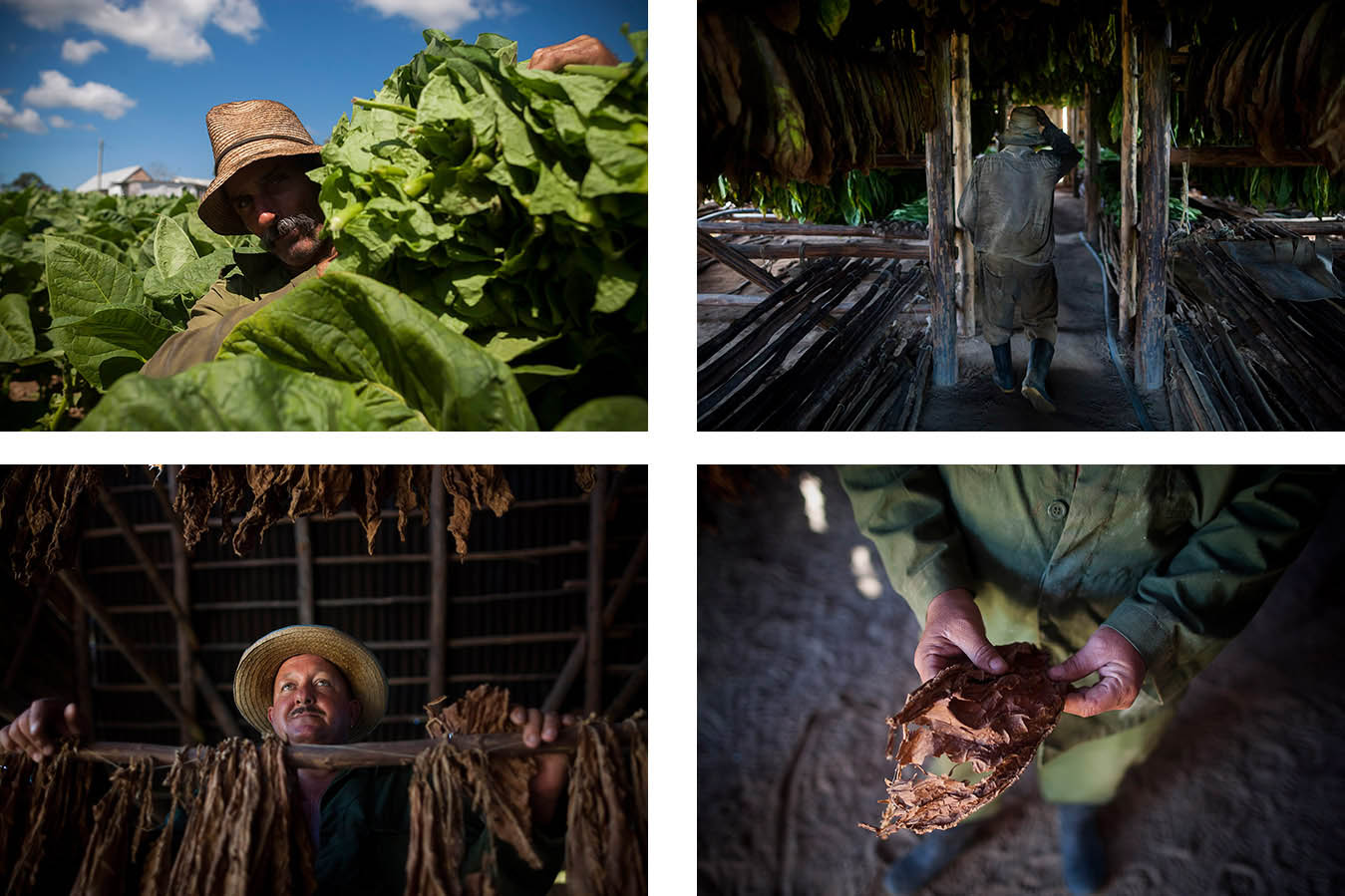 Tabaco Pinar del Río