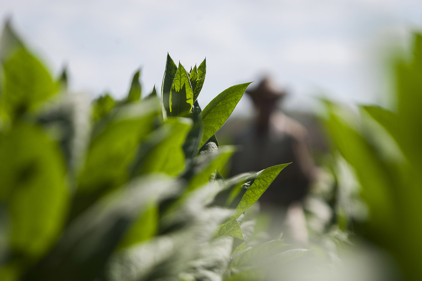 El aroma de la tierra