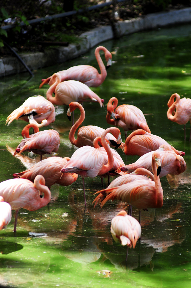 Flamencos