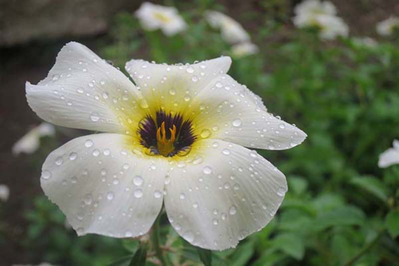 Flor Blanca Rocío