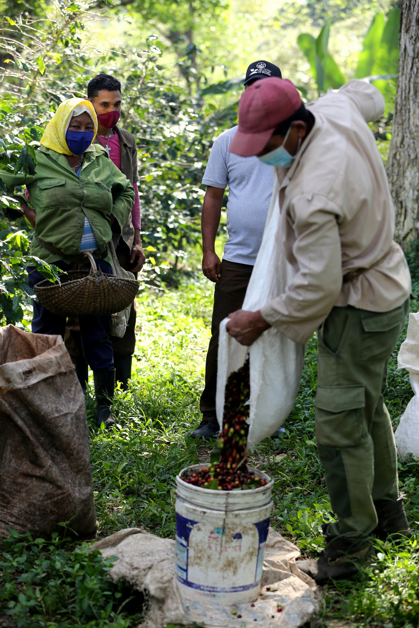 recogida de café 1 recogida de café 1