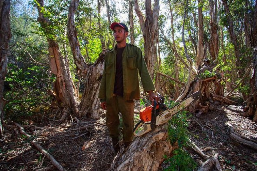 Melaleuca Humedal Melaleuca Humedal en peligro
