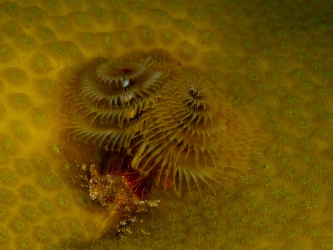 Fondos marinos de la Ciénaga de Zapata