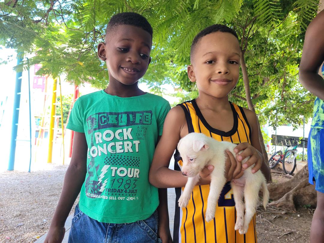 Bienestar animal Bienestar animal