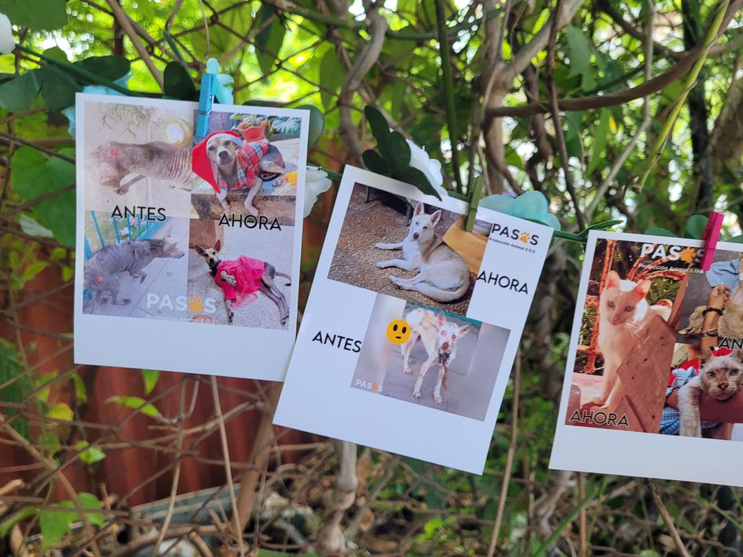 Bienestar animal Bienestar animal