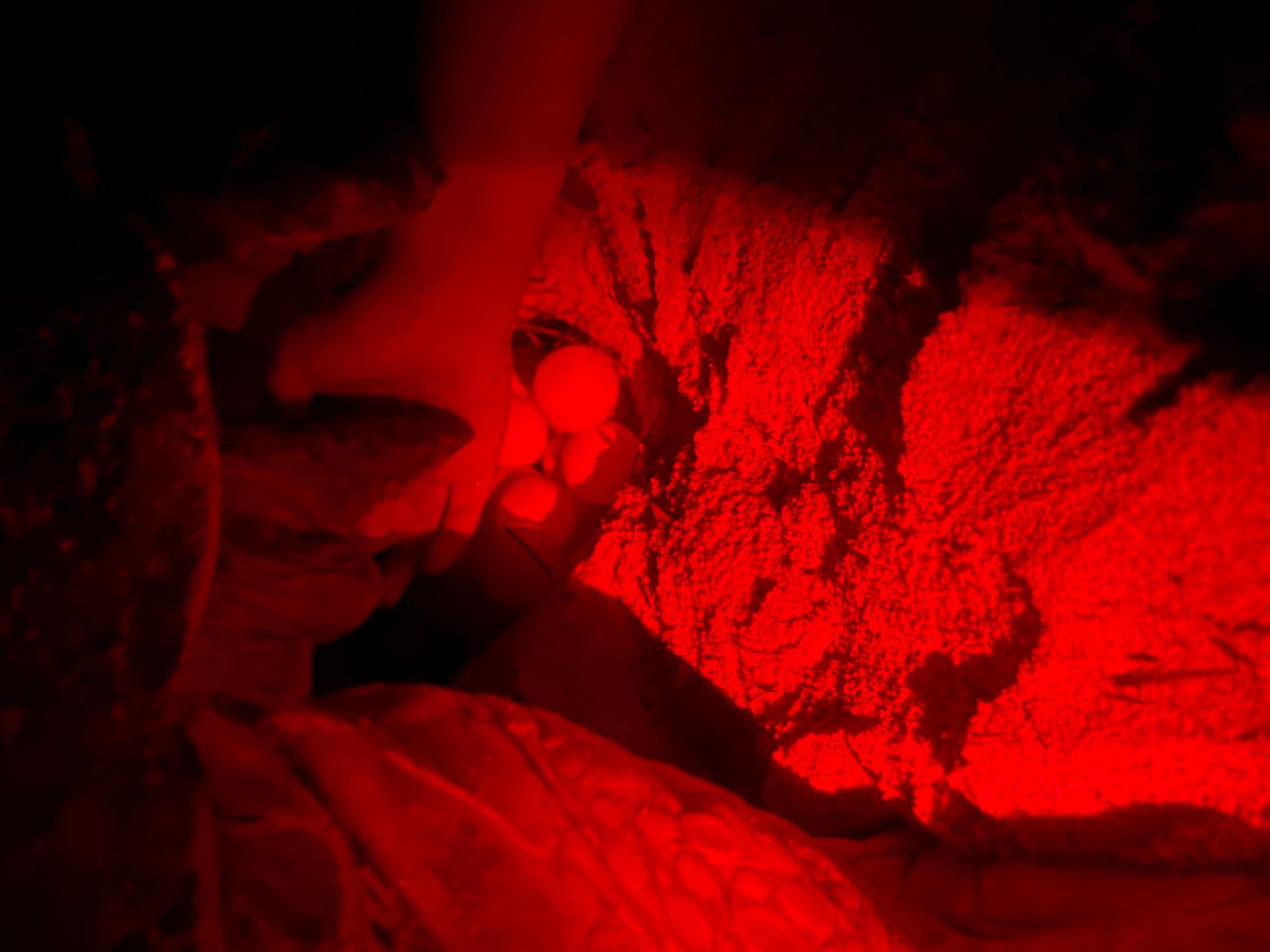 Estudio y conservación de las tortugas marinas en Cuba 