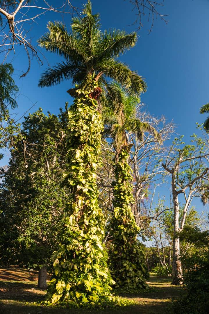 Jardín Botánico Nacional