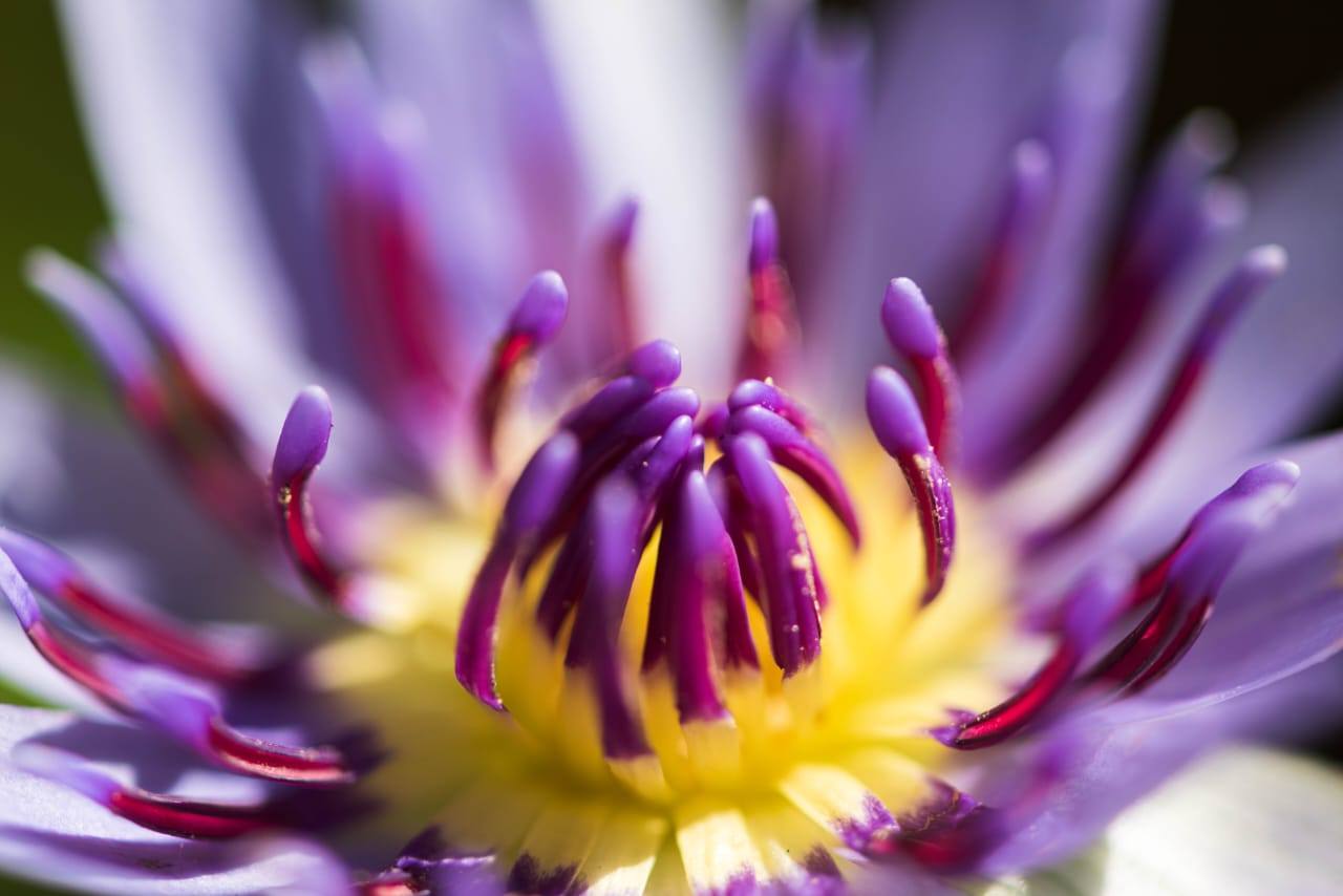 Jardín Botánico Nacional Jardín Botánico Nacional
