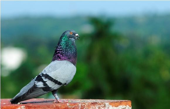  Atletas del aire: peligros que asechan a las palomas de vuelo