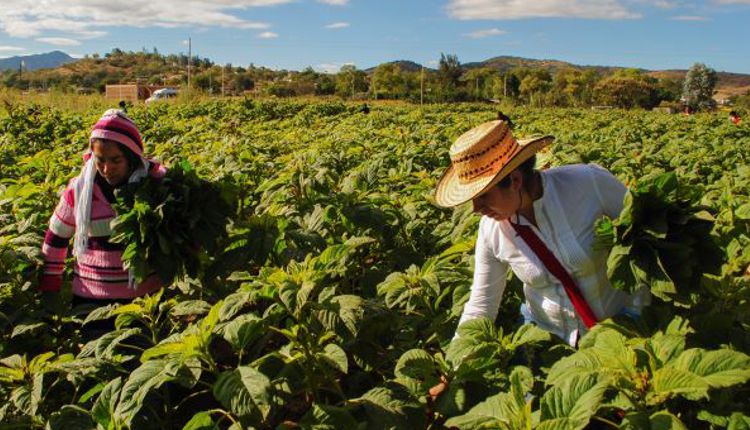 La Minga y el trabajo voluntario: herencia, tradición y práctica bien Latina