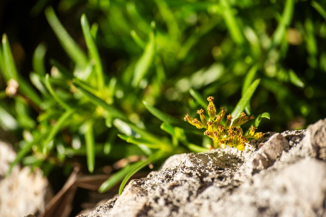 Ocho metros de botánica costera
