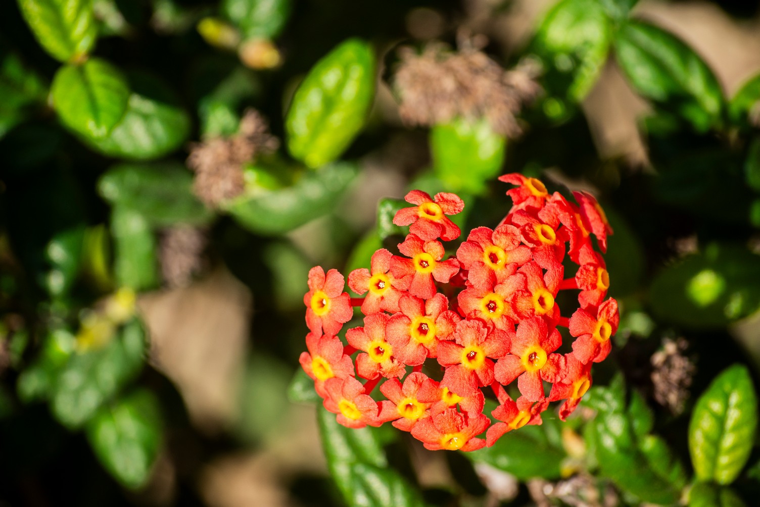 Ocho metros de botánica costera