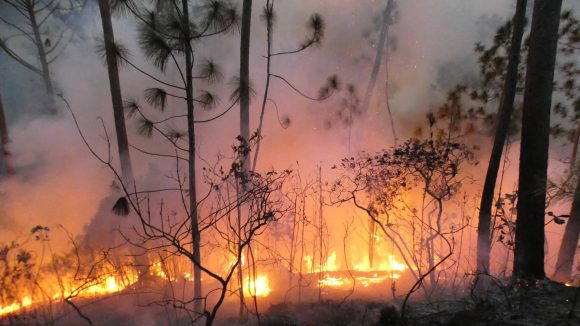 Incendio en área protegida de La Palma